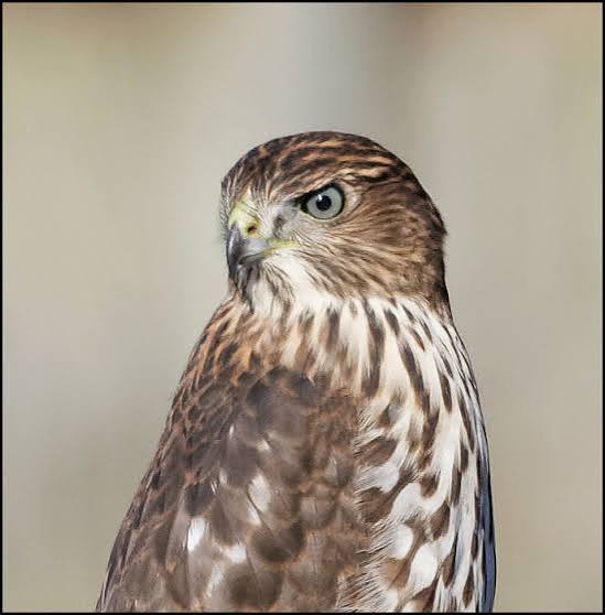 Bird Lore: Cooper's Hawk - My Edmonds News
