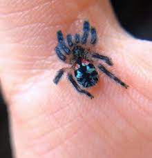 They also are a larger size and their leg span can reach as much as 2.5 inches! My Home Nature Brazilian Jewel Tarantula Typhochlaena Facebook