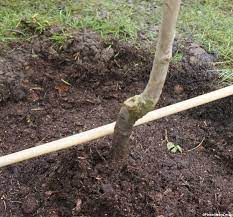 The best option for our customers who are dealing in large quantities e.g. Bare Root Fruit Trees Garden Designer Gardening Lessons