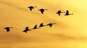 Día Mundial de las Aves Migratorias: alas que conectan el mundo