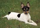 What To Expect From The Unexpected Chihuahua Terrier Mix ...
