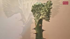 Image result for Tragia grandistipularis