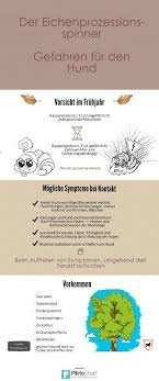Ist Die Raupe Gefahrlich Fur Den Hund Ein Expertenbericht Hunde Eichenprozessionsspinner Hundegesundheit