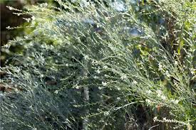 Image result for Gomphostigma