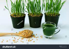 Wheat Grass Juice In Shot Glass With Fresh Wheat Grass And Wheat Grains Ad Affiliate Juice Shot Wheat Grass Wheat Grass Wheatgrass Benefits Wheat