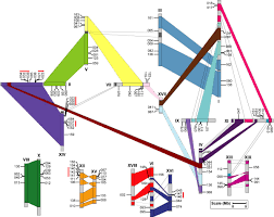 Comprehensive Analysis of NAC Domain Transcription Factor Gene Family in  Populus trichocarpa | BMC Plant Biology | Full Text