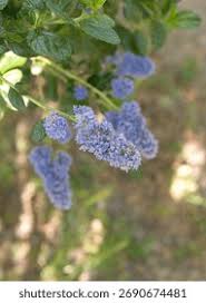 Image result for Rhamnaceae