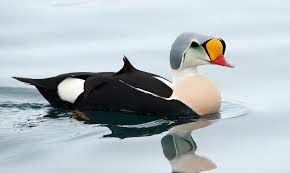 Di dalam memodifikasi motor, sangat tergantung dari kalian sendiri sebagai pemilik motor. 10 Potret Bebek Tercantik Di Dunia Warnanya Sangat Beragam