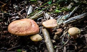 Image result for Xerocomellus diffractus