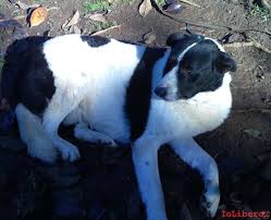 Il pastore maremmano � un cane che agisce in modo assolutamente logico e difficilmente scomposto, ha una notevole autonomia e lucidit� di giudizio che lo rende un cane straordinariamente affidabile non perch� addestrato. 22 02 2012 Poldo Cane Pastore Abruzzese Maremmano Maschio Di Taglia Medio Grande Colore Bianco E Nero Microchip Zona Via Della Giustiniana Rm Iolibero