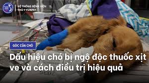 Dấu hiệu chó bị ngộ độc thuốc xịt ve và cách điều trị hiệu quả