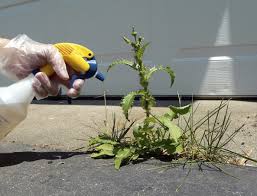 How Do Organic Herbicides Work Learn About The Effectiveness Of Organic Herbicides