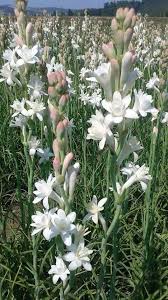Bunga sundal malam atau bunga sedap malam lifestyle blogger. Tuberose Harum Sundal Malam Mini Kebun Belakang Rumah Facebook