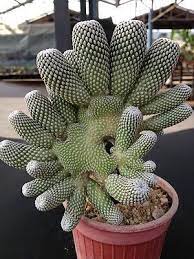 Get the best deal for cactus flowering cactis&succulents from the largest online selection at ebay.com. Solisia Pectinata Cristata Very Rare Not Ariocarpus Mammillaria Unique Cactus Plants Cactus Plants Plants