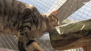 sommerferien zurcher wollen ihre katzen loswerden