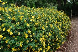 Easy, durable yellow flowers all summer long. Hypericum Hidcote Longford Garden Centre