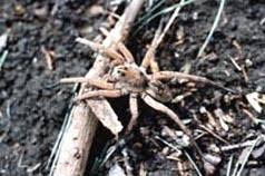 (species found in the middle east are known to windscorpions are predators that eat small insects and other arthropods. Spiders In The Home 5 512 Extension