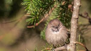 Local Fact Sheets — Whidbey Audubon Society