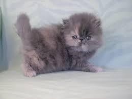 Here is a roundup for some brilliant cat rescue groups across the us that specialize in purebred cats. Persian Kitttens For Sale