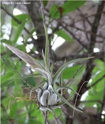 Image result for Aeschynomene glauca