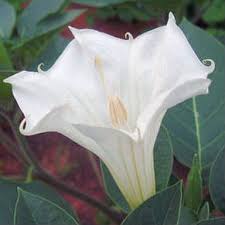 Image result for Datura inoxia