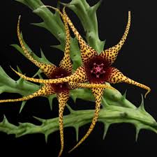 Image result for Orbea caudata