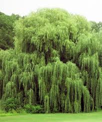 We did not find results for: Niobe Golden Weeping Willow Bower Branch