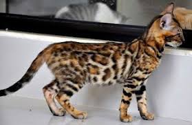 Sebelum kita membahas tentang harga kucing bengal, ada baiknya kita lebih dulu berkenalan dengan kucing bengal ini. Harga Kucing Bengal Murah Anak Untuk Dijual Ciri Ciri Kucing Bengal Kucing Bengal Marble Asal Usul Kucing Bengal Oren Garang Cats Geometric Cat Kitty Games