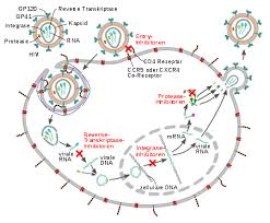 (2) soweit die bestimmungen nicht vertragsbestandteil geworden oder unwirksam sind, richtet sich der inhalt des vertrags nach den. Aids Wikipedia