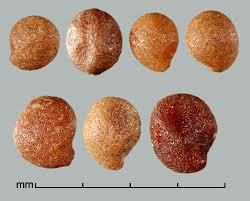 Image result for Cuscuta hyalina