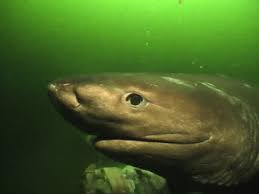 The bluntnose sixgill shark is a large species of deepwater shark that appears in both endless ocean and endless ocean: Bluntnose Sixgill Shark An Overview Sciencedirect Topics