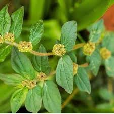 Image result for Carpolobia