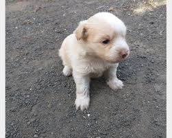 Regalo Cucciolo Di Cane Meticcio Cuccioli Di Cani Cuccioli Cuccioli Di Setter Inglese