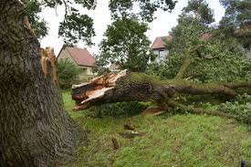 Maybe you would like to learn more about one of these? Arborist Toronto Certified Tree Removal Pruning Stump Grinding