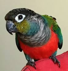 Check spelling or type a new query. Lost Crimson Bellied Conure
