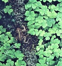 Image result for Oxalis oligotricha
