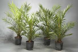 Необычная и экзотичная финиковая пальма выглядит красиво, а вырастить её не слишком сложно. Finikovoe Derevo Foto Oj Enkistroj Stroitelstvo Derevyannyh Domov