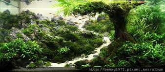 Great Path Aquascape Aquarium Landscape Aquascape Aquarium Aquascape