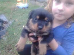 We are code of ethics breeders who breed for quality not quantity, therefore we do not breed very. Adorable Rottweiler Puppies For Adoption Just Turned 8 Weeks For Sale In Knoxville Tennessee Classified Americanlisted Com