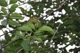 Image result for Ehretia cymosa