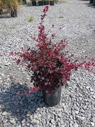 Image result for Berberis