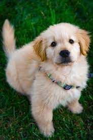Open each browser new tab with a new background pictures of dog and puppy. Puppy Wallpapers Free Hd Download 500 Hq Unsplash