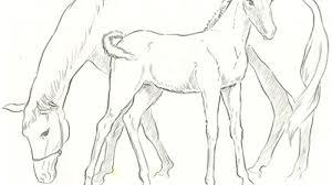 This creature has been named due to their equine appearance. How To Draw Momma And Baby Horse Mare And Foal Drawing Tutorial How To Draw Step By Step Drawing Tutorials