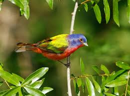 Maybe you would like to learn more about one of these? Flight Of Fancy 12 Amazing Birds U S Department Of The Interior