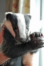 Nervous Baby Badger Relaxes Now That He S Finally Safe Baby Badger Animals Badger