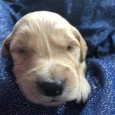 License #493335 our puppies grow up in a loving environment with plenty of opportunity to explore and socialize. Akc Handsome Brown Boy In Wi Il Golden Retriever Golden Retriever Puppies Dogs And Puppies
