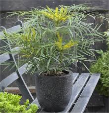 Mahonia aquifolium (магония падуболистная) mahonia eurybracteata soft caress (прицветковая магония софт кэрэсс) магония прицветниковая софт кэрэсс (mahonia eurybracteata soft caress). Mahonia Soft Caress Spineless Evergreen Mahonia Shrub Special Deals Garden Plants