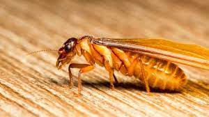 Cách đuổi mối cánh bay vào nhà hiệu quả nhất hiện nay