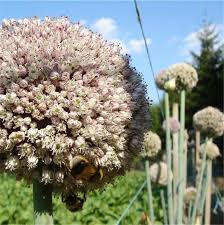 Résultat de recherche d'images pour "nouer l'ail"