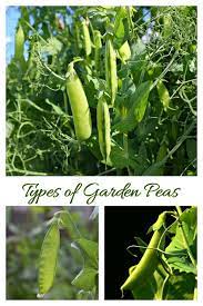 Types Of Peas Tips For Growing Garden Peas English Snow Sugar Snap Growing Gardens Veggie Garden Gardening Tips